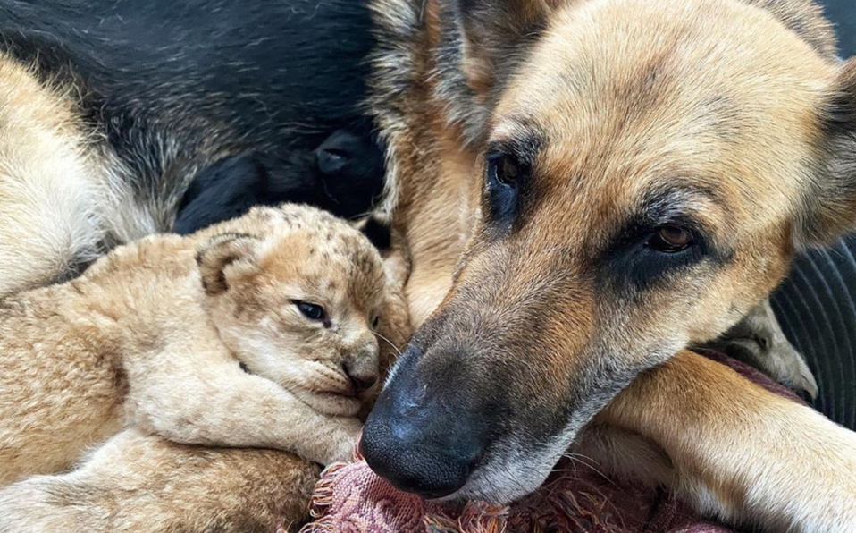 Una perrita adopta a dos tiernos leones cachorros que fueron rechazados por  su madre - El Espectador