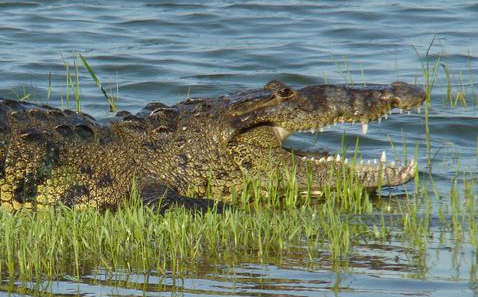 Cocodrilo devora a un hombre en Laguna del Carpintero en Tamaulipas - El  Espectador