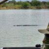 Encuentran cocodrilo en el Río Bravo