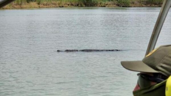 Encuentran cocodrilo en el Río Bravo