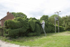 Hombre pasa años convirtiendo su arbusto en un dragón