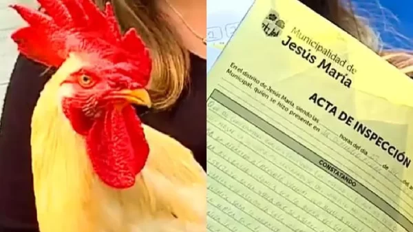 Notifican a joven porque su gallo canta muy fuerte