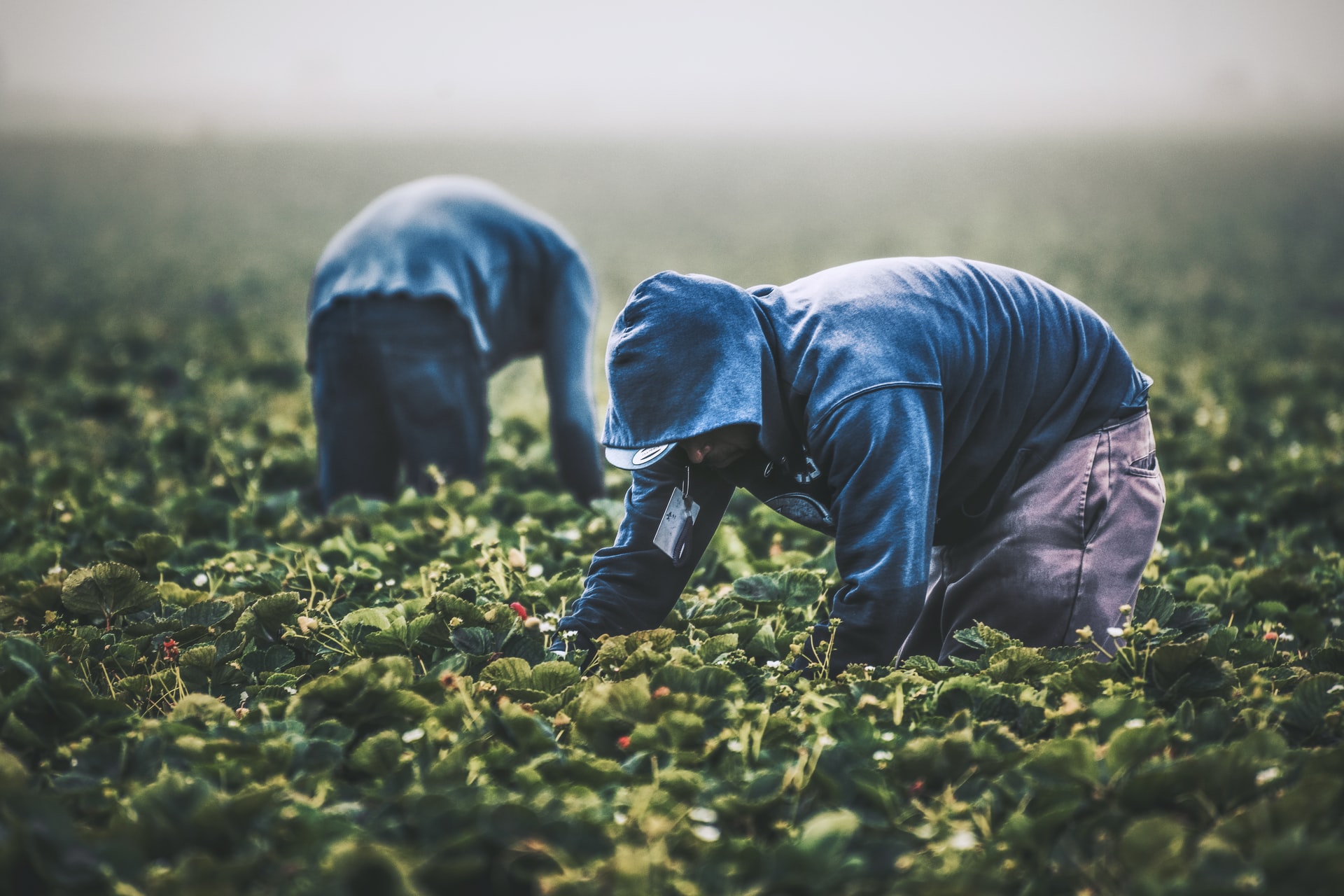 México acuerda dar trabajo temporal a 20 mil guatemaltecos