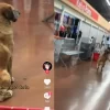 Este perrito espera a sus dueños en las cajas del supermercado