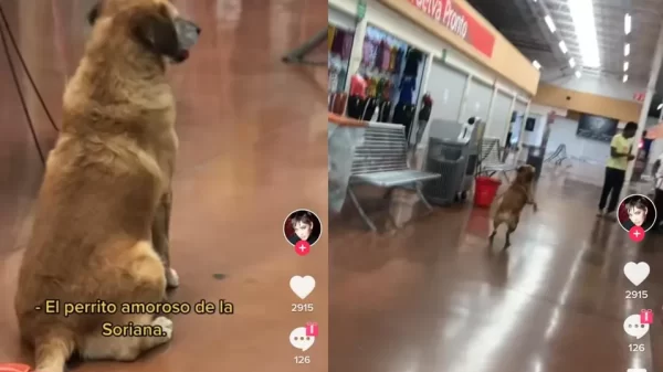 Este perrito espera a sus dueños en las cajas del supermercado
