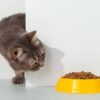 Profeco acusa a estas marcas de croquetas para gatos de engañar al consumidor