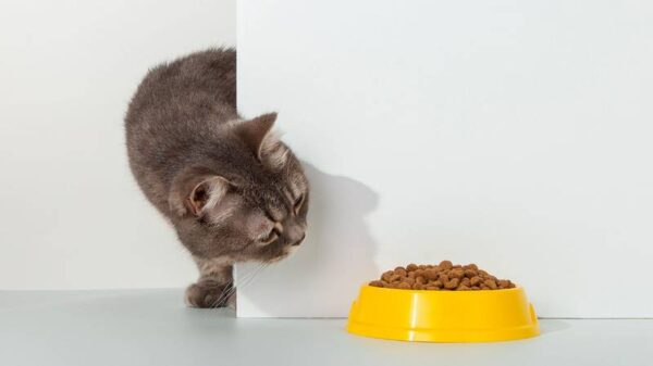 Profeco acusa a estas marcas de croquetas para gatos de engañar al consumidor