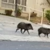 Encuentran a a tres jabalíes caminando en calles de Monterrey