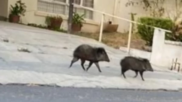 Encuentran a a tres jabalíes caminando en calles de Monterrey