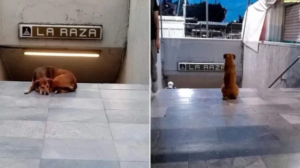 Esta es la historia viral del perrito que espera a su dueña en el Metro La Raza