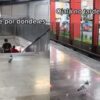 Graban a paloma usando el Metro en la CDMX