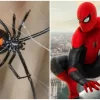 Niños se dejan picar por viuda negra para convertirse en spiderman