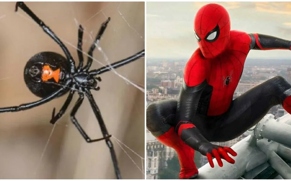 Niños se dejan picar por viuda negra para convertirse en spiderman