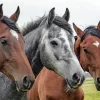 Tultepec prohíbe uso de carretas remolcadas por caballos