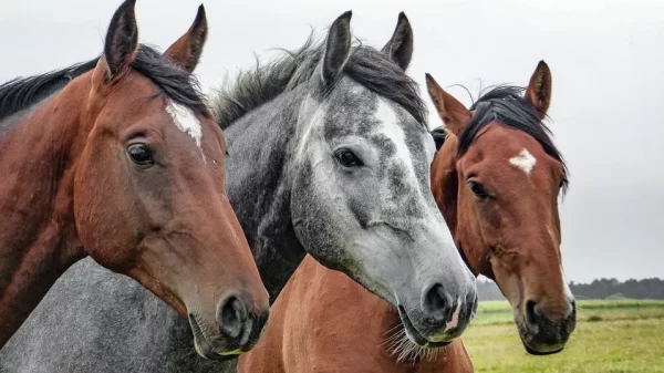 Tultepec prohíbe uso de carretas remolcadas por caballos