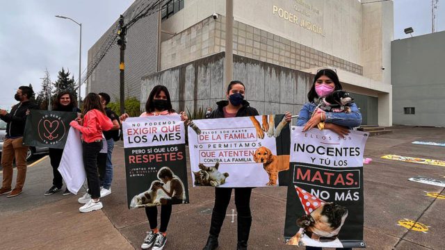 ¡Histórico! Se lleva a cabo el primer juicio penal por maltrato animal en México