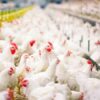 Gripe aviar aumenta precios de pollo y huevo