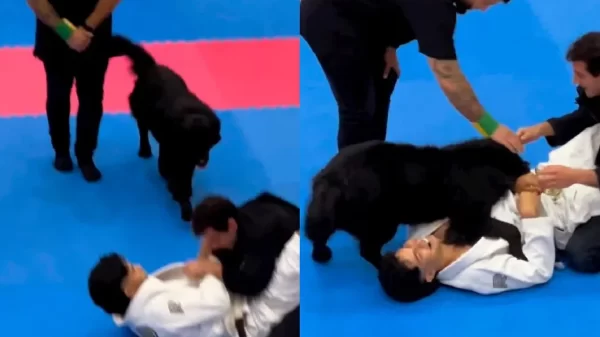 Perrito interrumpe combate de jiu-jitsu para defender a su dueño