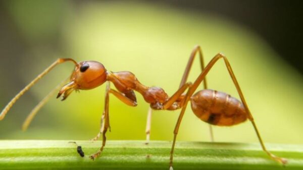 Estudio revela que estos insectos pueden detectar cáncer