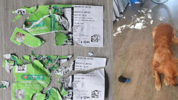 Hombre vende a su perro por comerse boletos para partido de fútbol