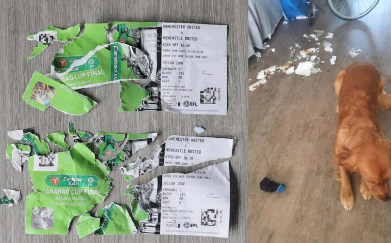 Hombre vende a su perro por comerse boletos para partido de fútbol