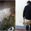 Preso intenta escapar de la cárcel disfrazado de oveja