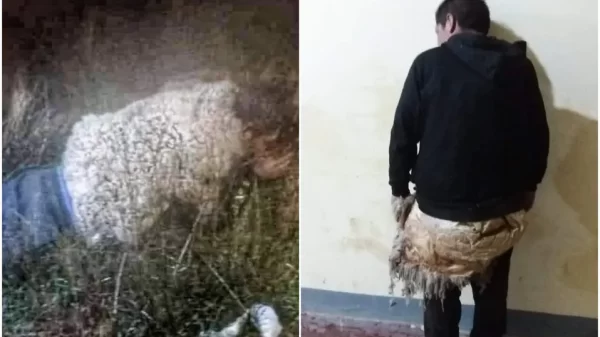Preso intenta escapar de la cárcel disfrazado de oveja