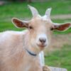 Zoológico de Chilpancingo cocina sus cabras para cena navideña