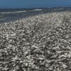Aparecen miles de peces muertos en playa de Texas. Especial