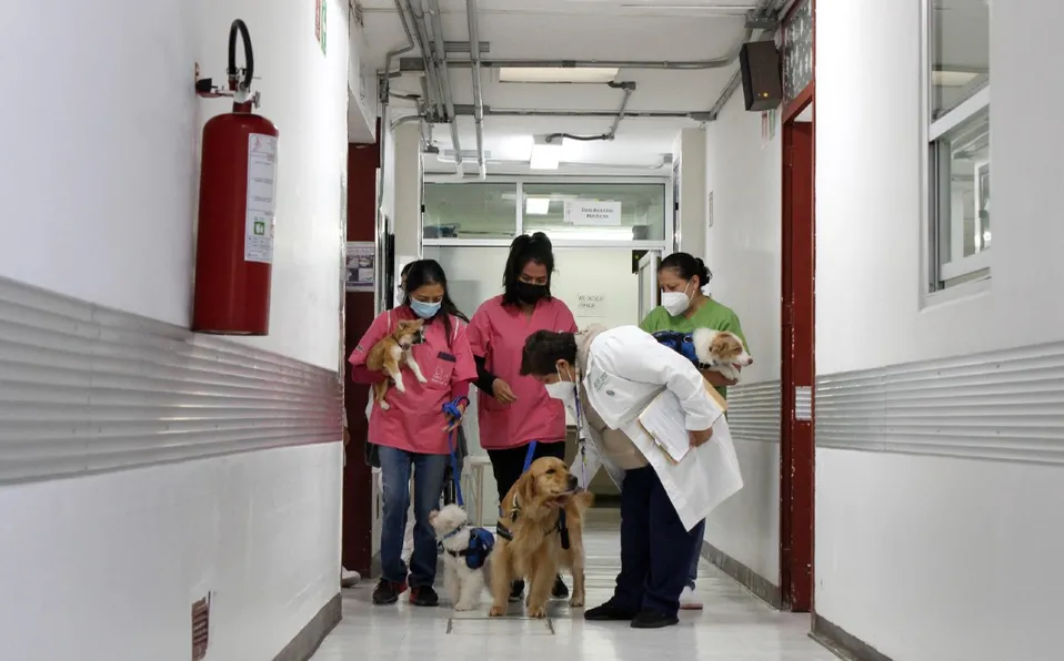 Sedesa brinda terapia con perros a niños hospitalizados / Sedesa